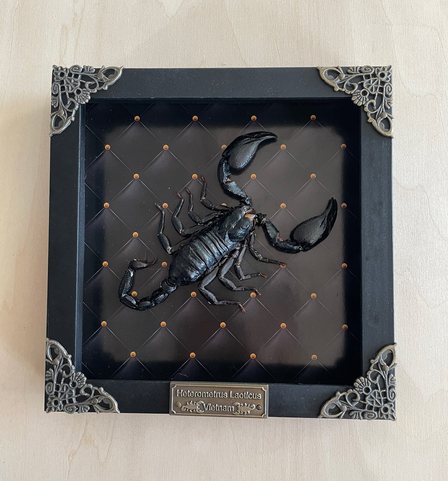 Gothic Decor Real Scorpion Frame Dried Insect Bug Taxidermy Collection Entomology Gift