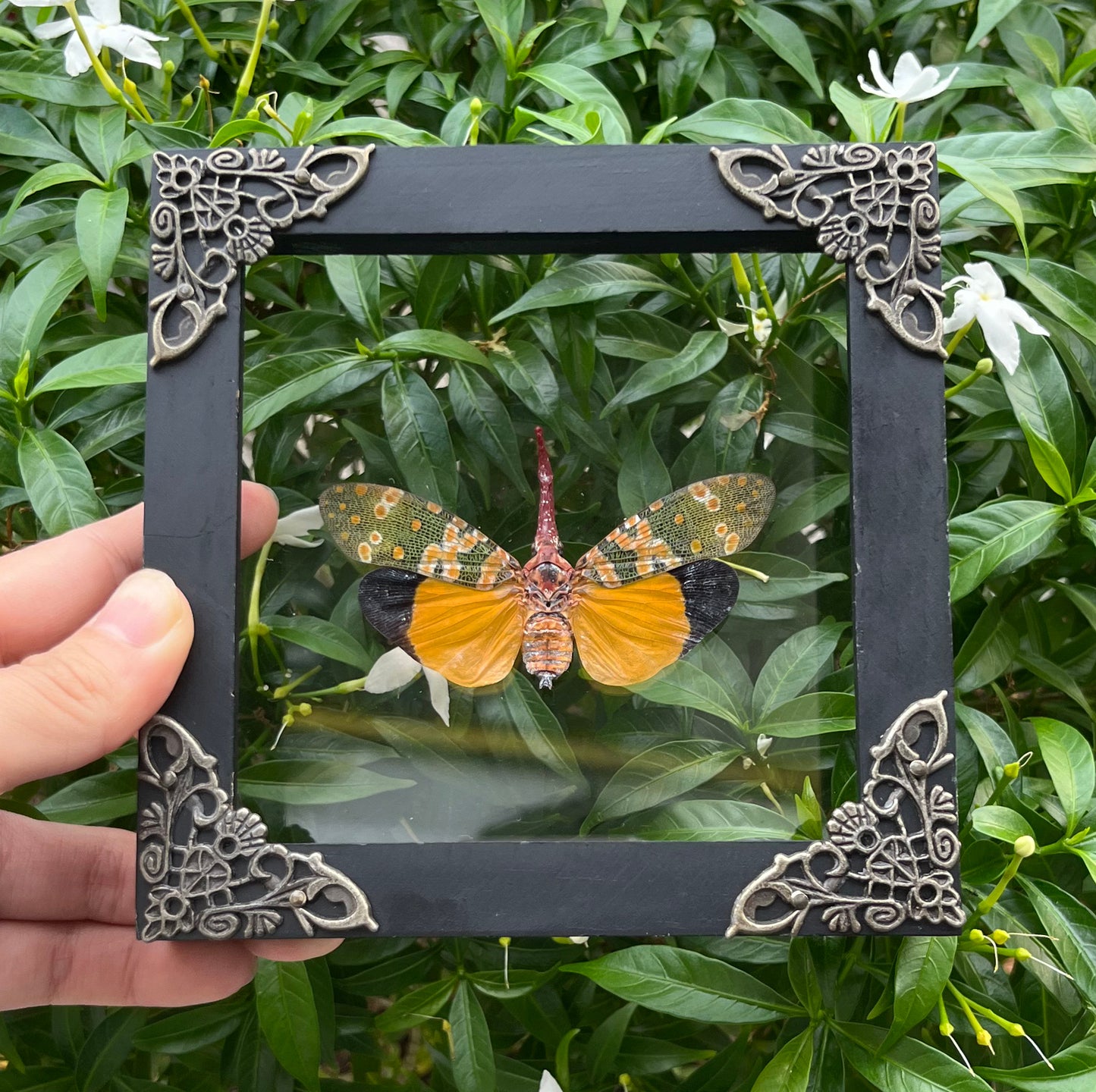 Real Lanternfly Frame Dried Taxidermy Insect Beetle Gothic Art Gallery Wall Decor