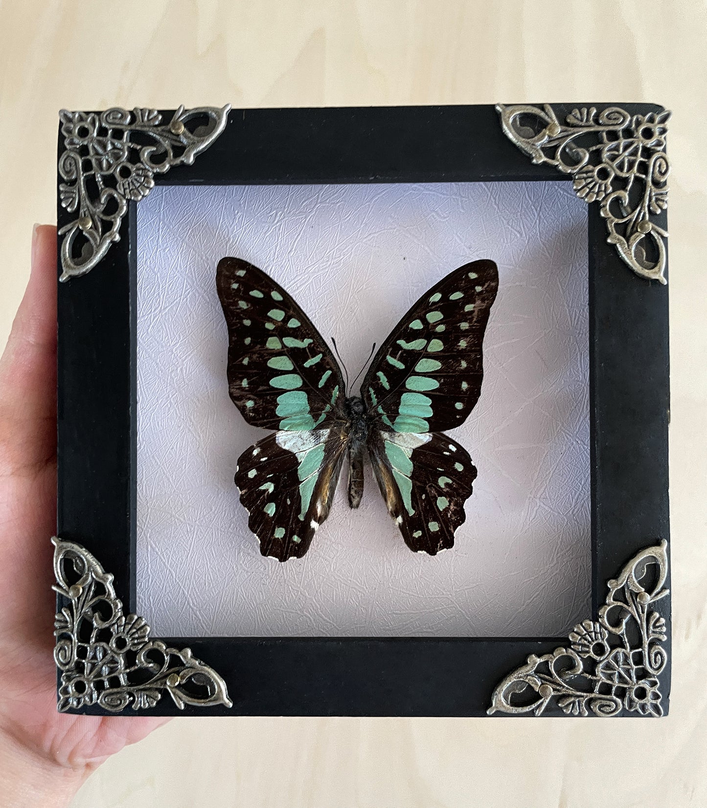 Real Butterfly Taxidermy Frame Dried Insect Bug Collections Gothic Decor Birthday Gift