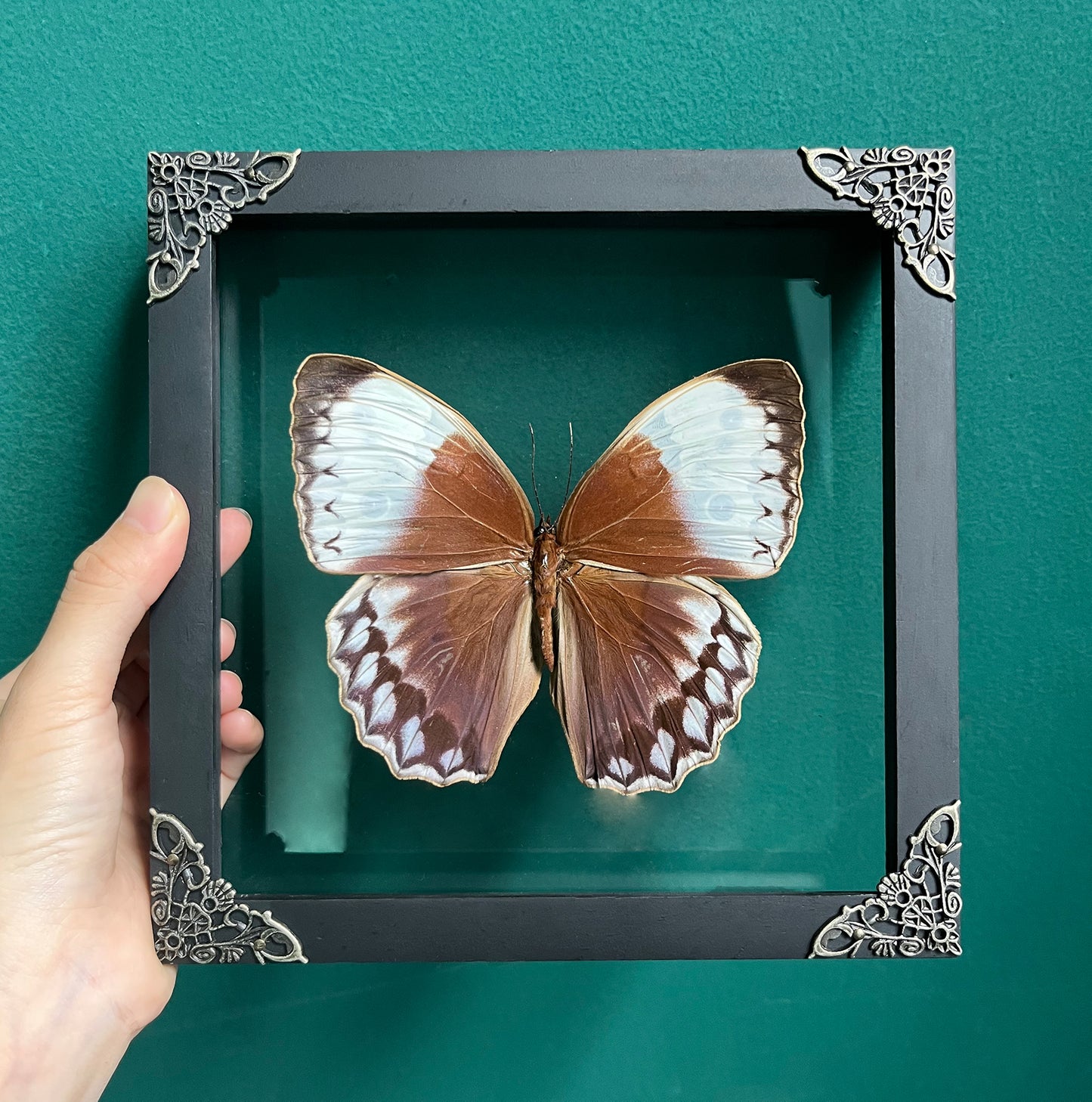 Real Butterfly Framed Taxidermy Insect Bug Artwork Collection Gift for Lover