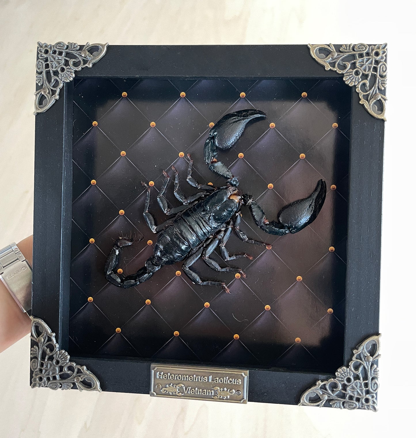 Gothic Decor Real Scorpion Frame Dried Insect Bug Taxidermy Collection Entomology Gift