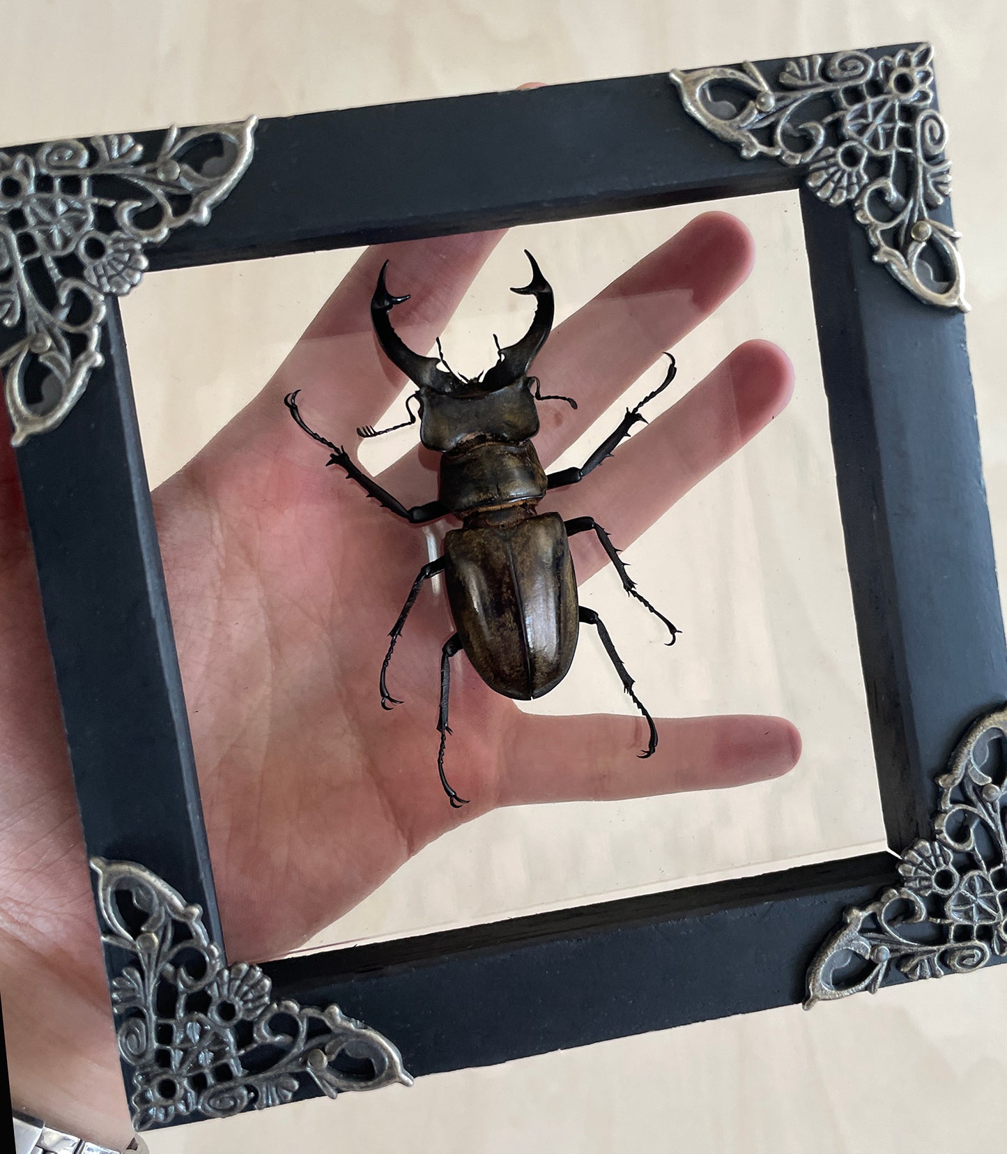 Real Beetle Frame Dried Insect Bug Taxidermy Collection Curiosities And Oddities Decor