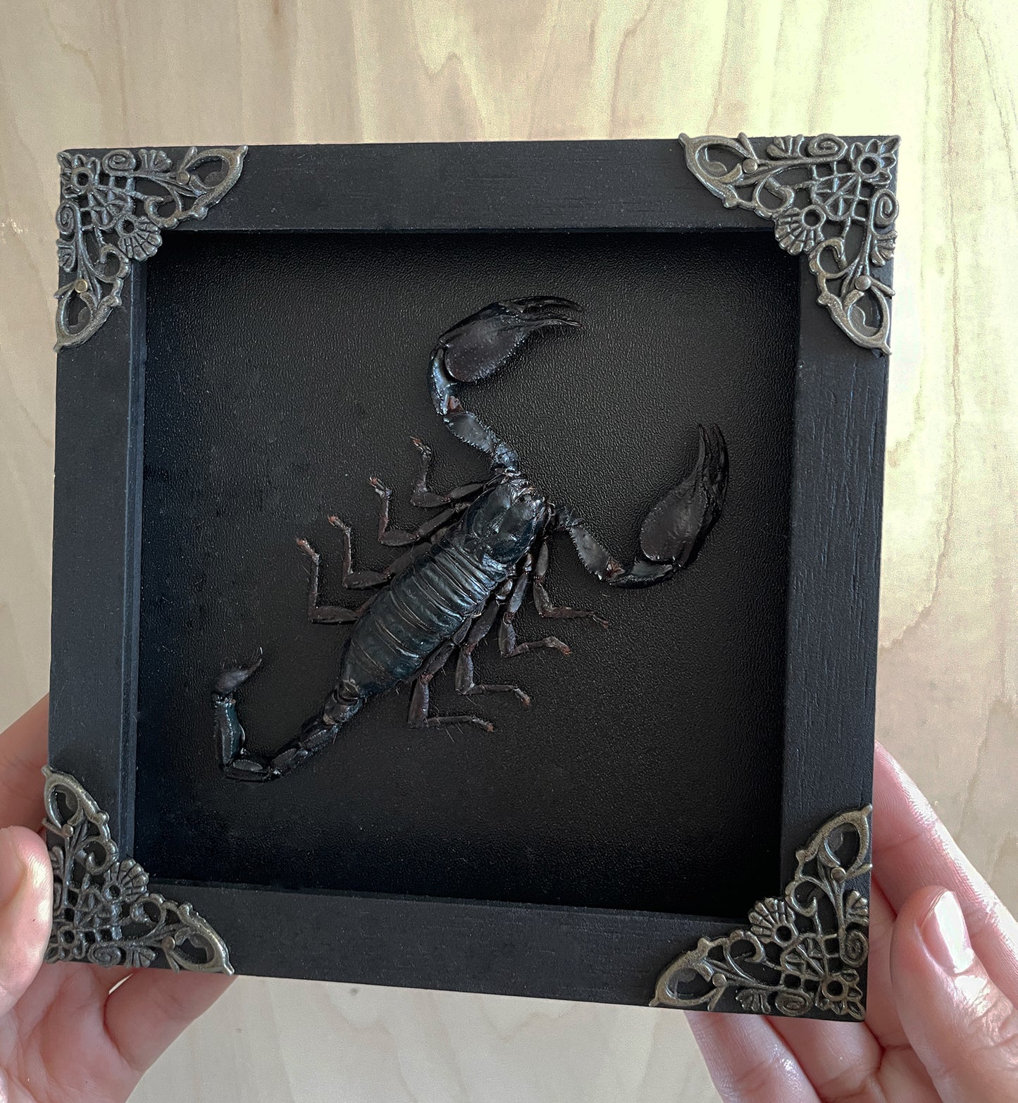 Real Scorpion Frame Taxidermy Insect Bug Gothic Art Collection Entomology Decor