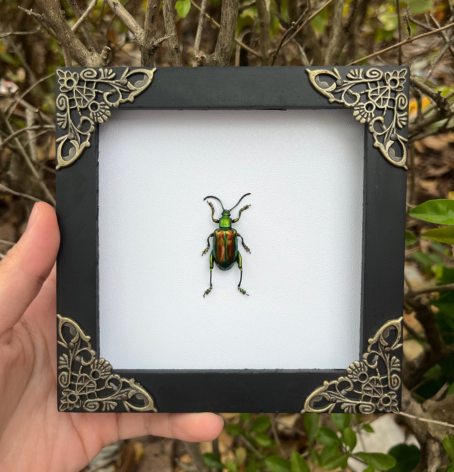 Gothic Art Real Beetle Framed Insect Bug Taxidermy Collections Gallery Wall Hanging Decor