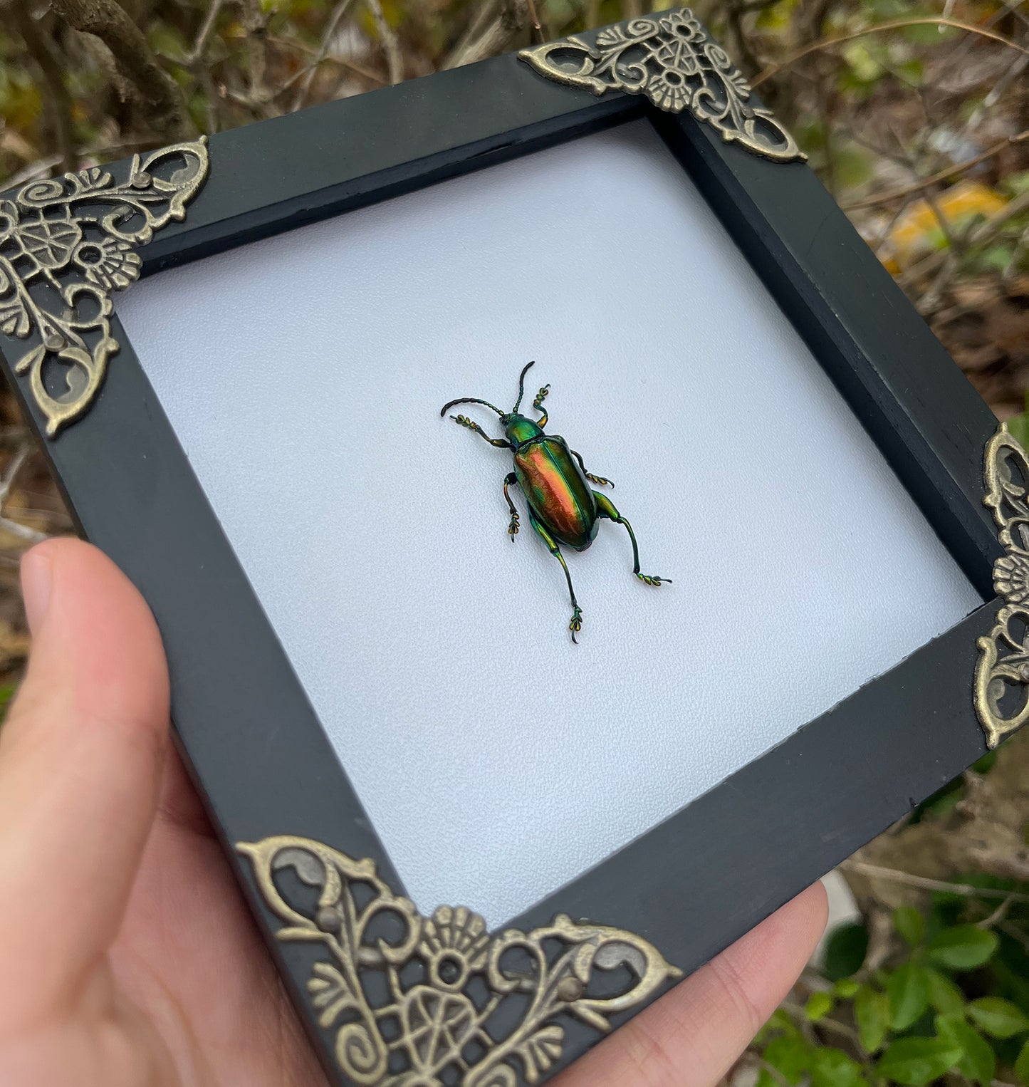 Gothic Art Real Beetle Framed Insect Bug Taxidermy Collections Gallery Wall Hanging Decor