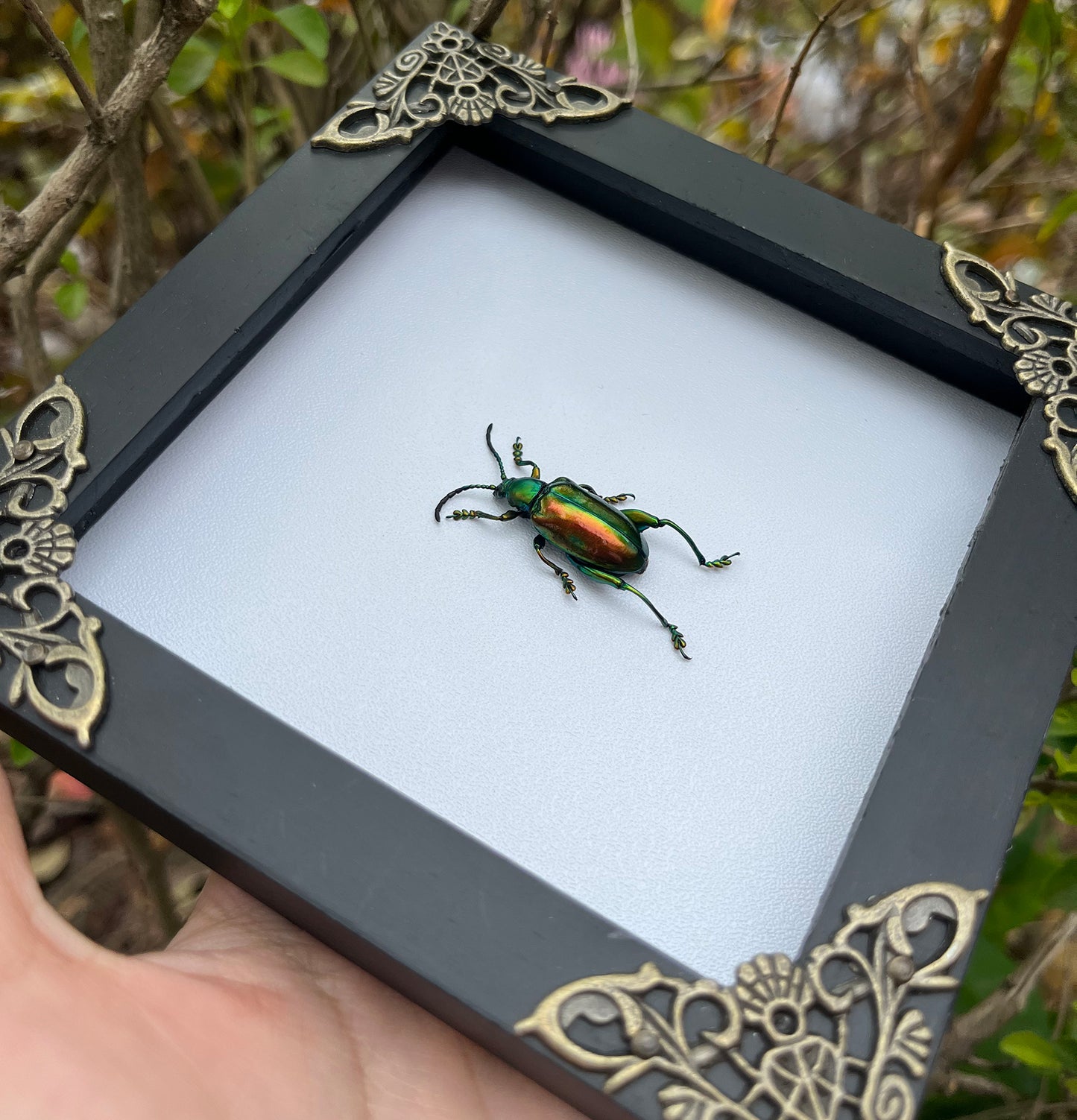 Gothic Art Real Beetle Framed Insect Bug Taxidermy Collections Gallery Wall Hanging Decor