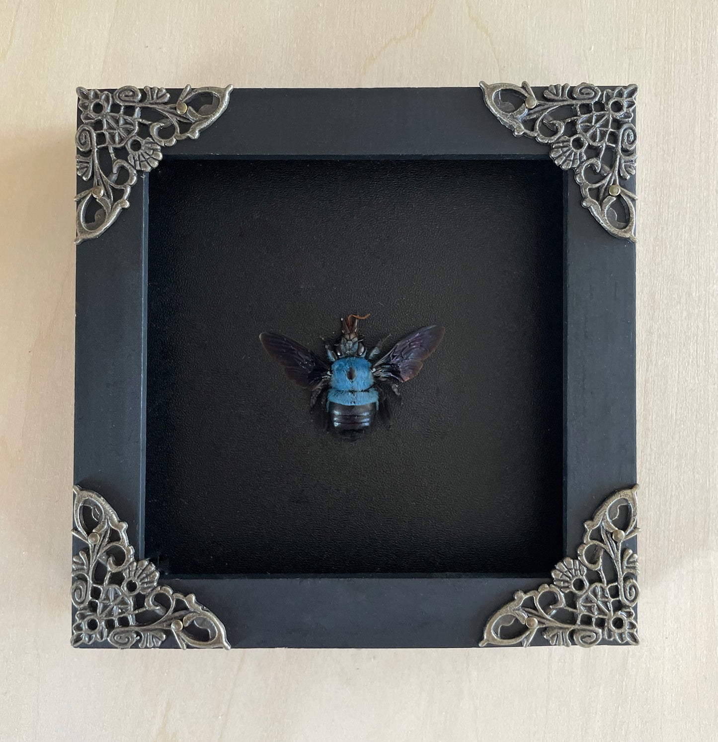 Real Blue Carpenter Bee Frame Dried Insect Bug Taxidermy Art Gallery Collection