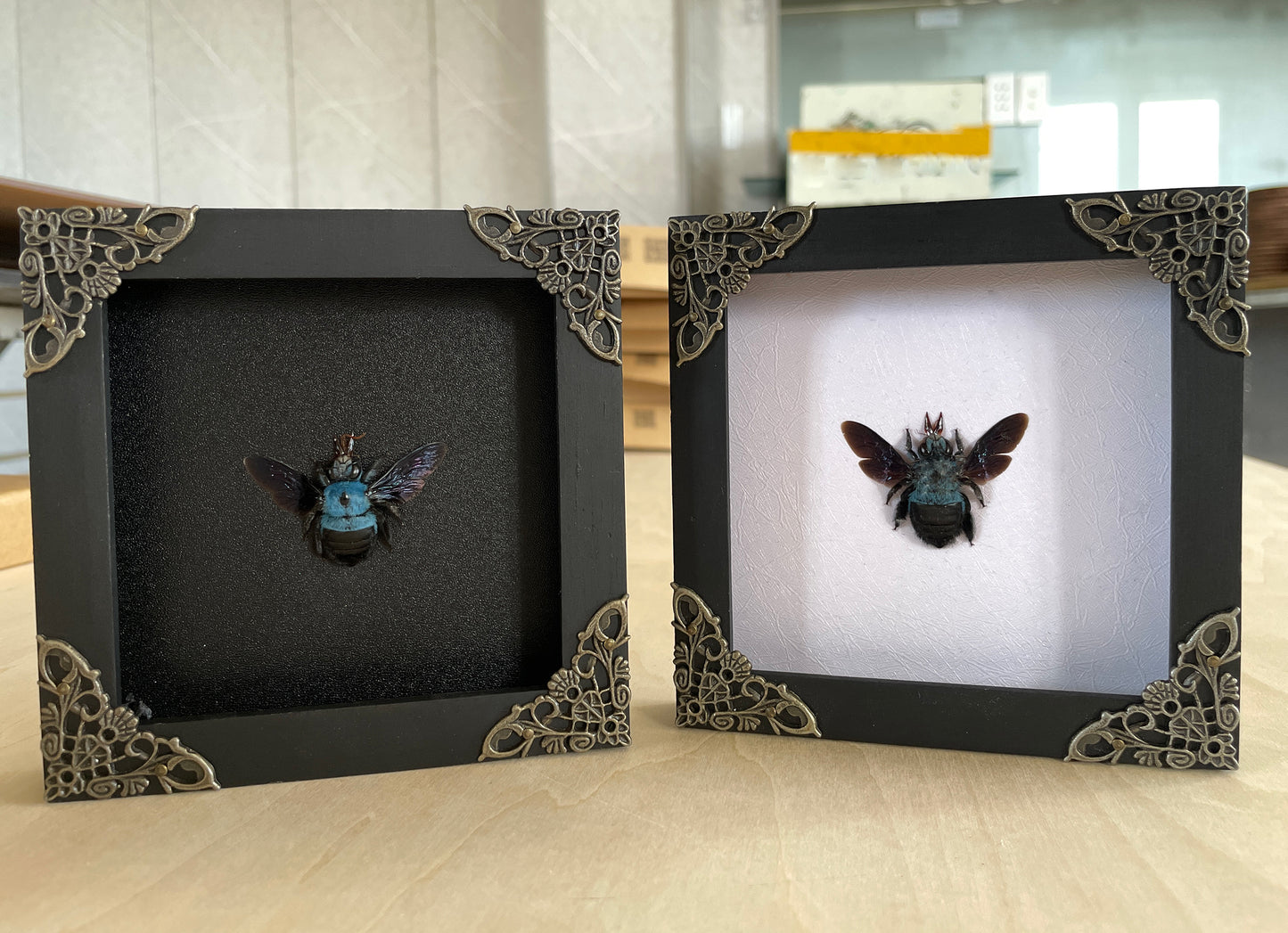 Real Blue Carpenter Bee Frame Dried Insect Bug Taxidermy Art Gallery Collection