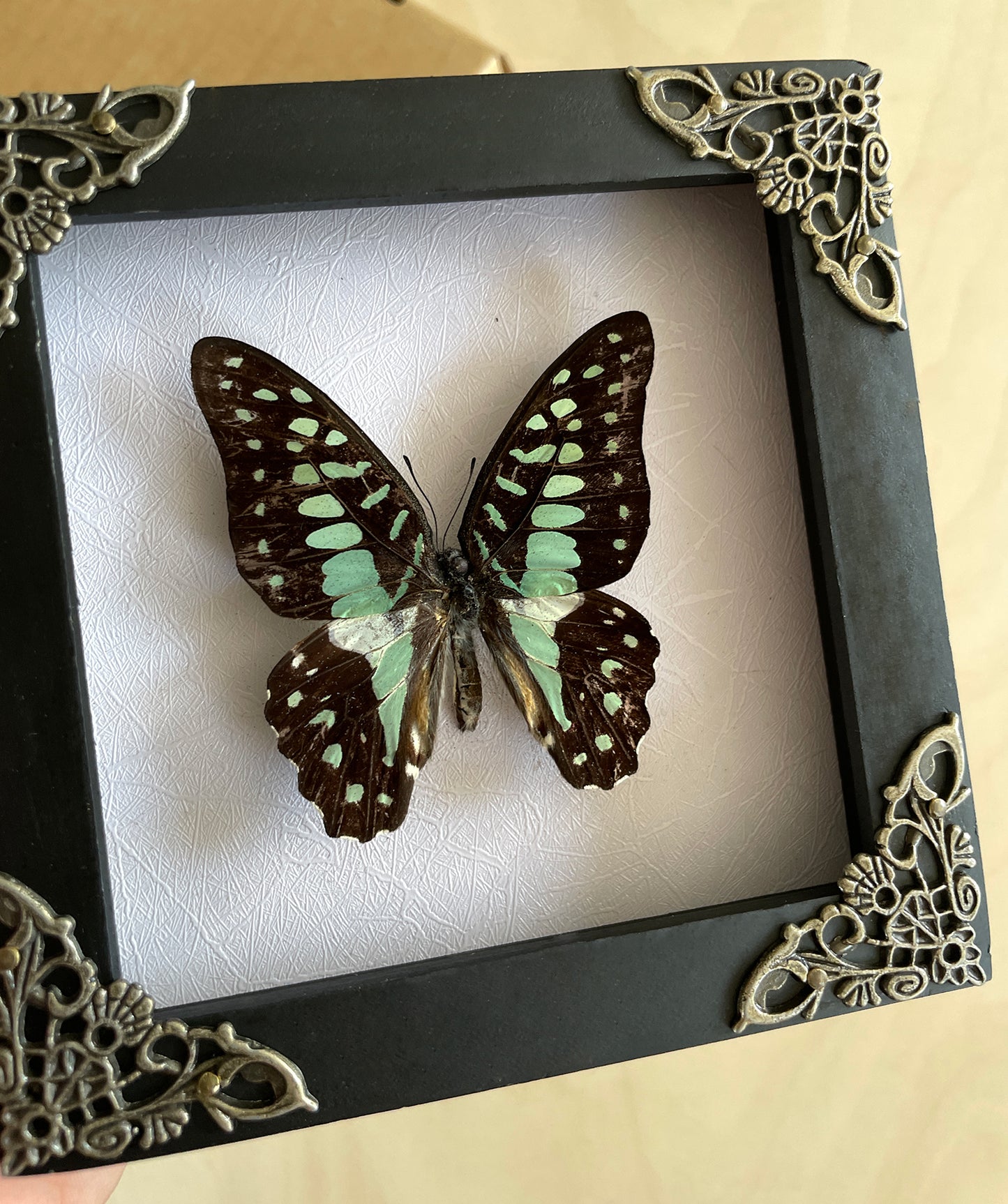 Real Butterfly Taxidermy Frame Dried Insect Bug Collections Gothic Decor Birthday Gift