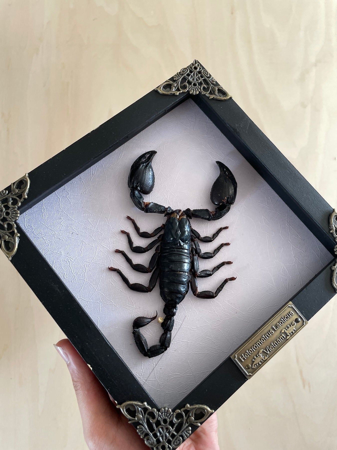 Real Taxidermy Scorpion Framed Dried Insect Bug Gallery Wall Hanging Decor