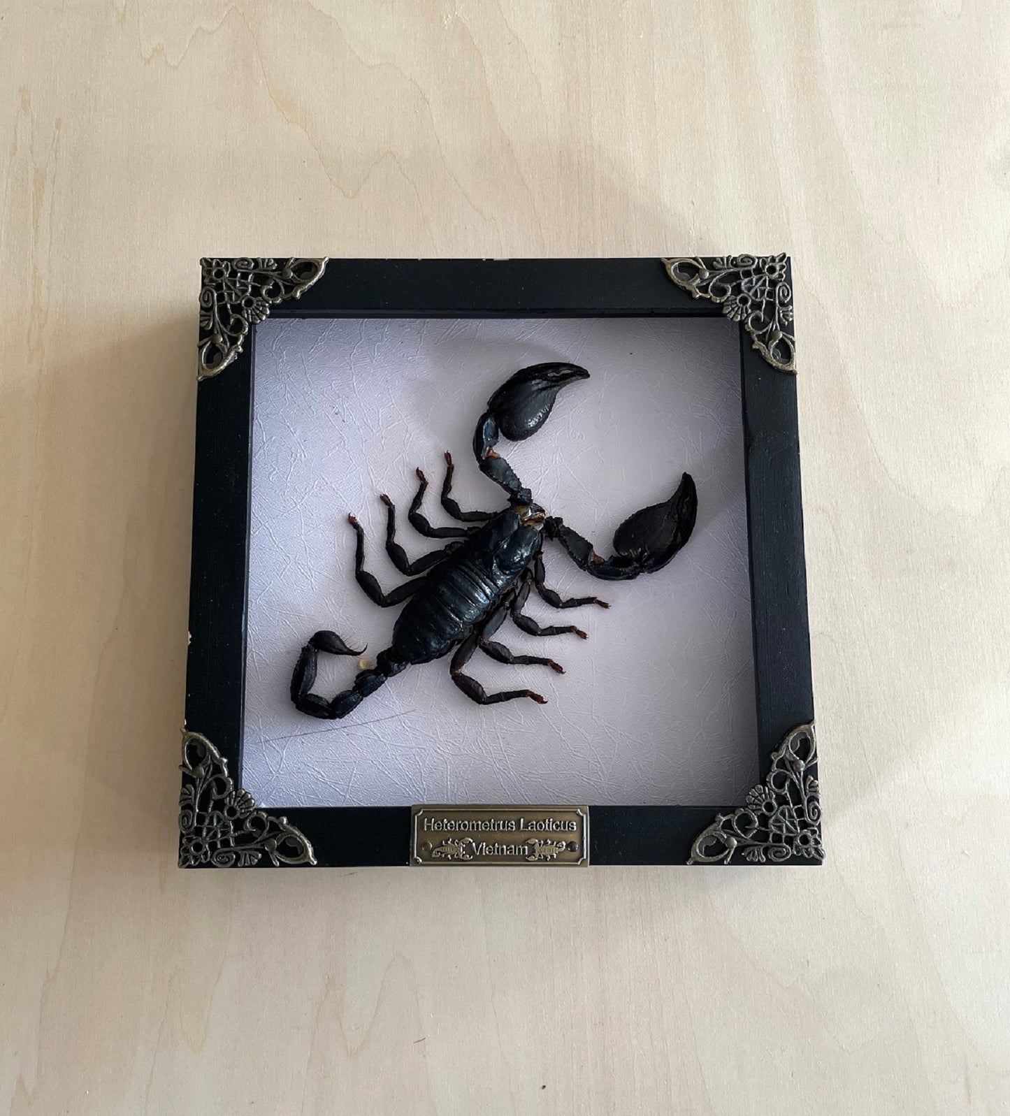 Real Taxidermy Scorpion Framed Dried Insect Bug Gallery Wall Hanging Decor