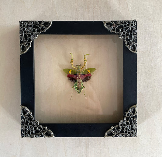 Real Taxidermy Praying Mantis Frame Insect Bug Collection Gothic Art Decor