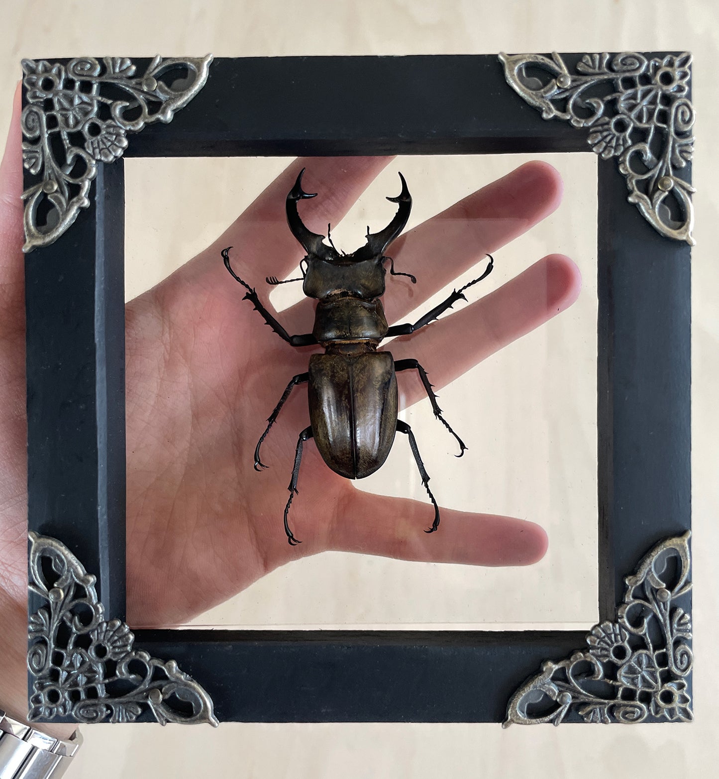 Real Beetle Frame Dried Insect Bug Taxidermy Collection Curiosities And Oddities Decor